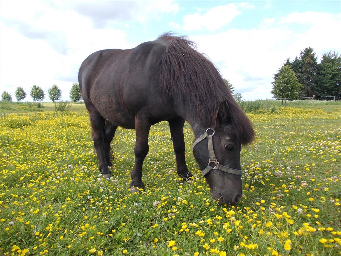 Anden særlig race Rasmus billede 9