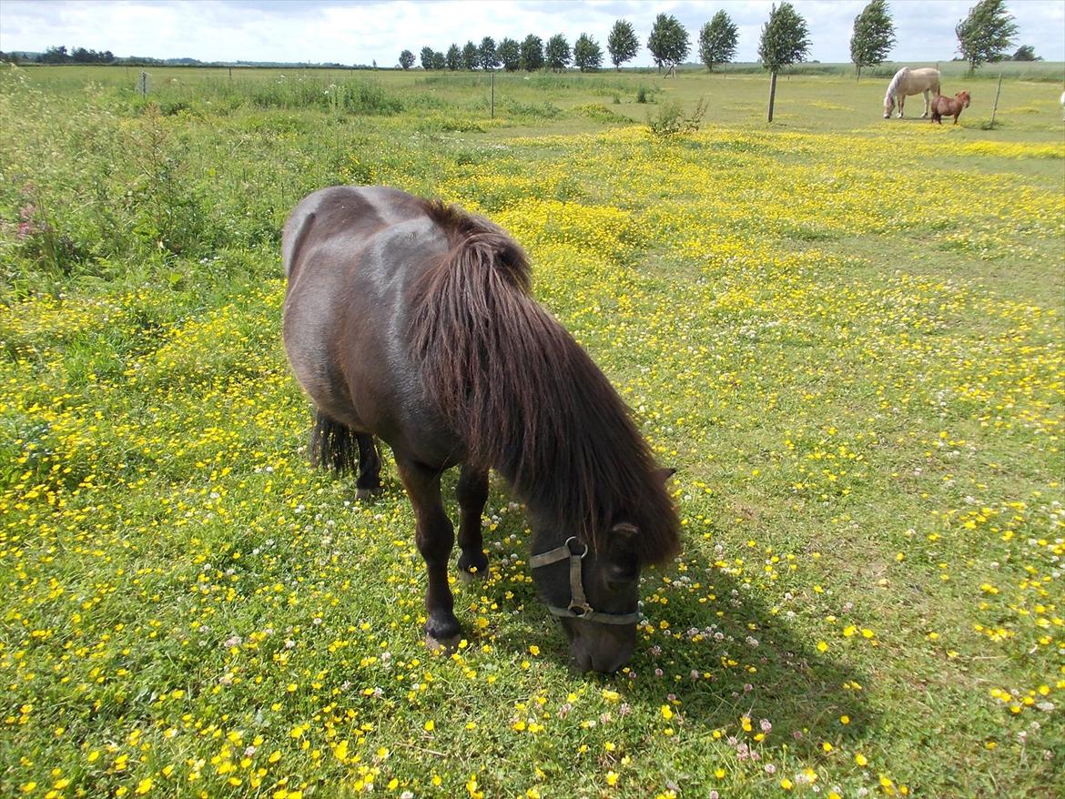 Anden særlig race Rasmus billede 10