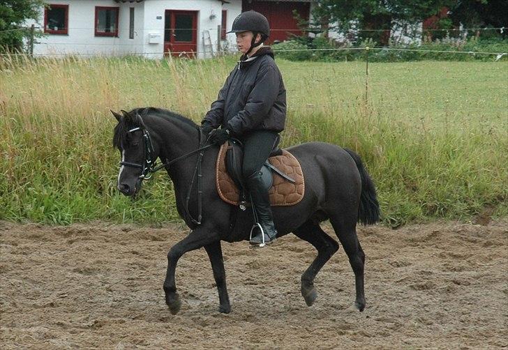 DSP Bjerregaards Wendy billede 1