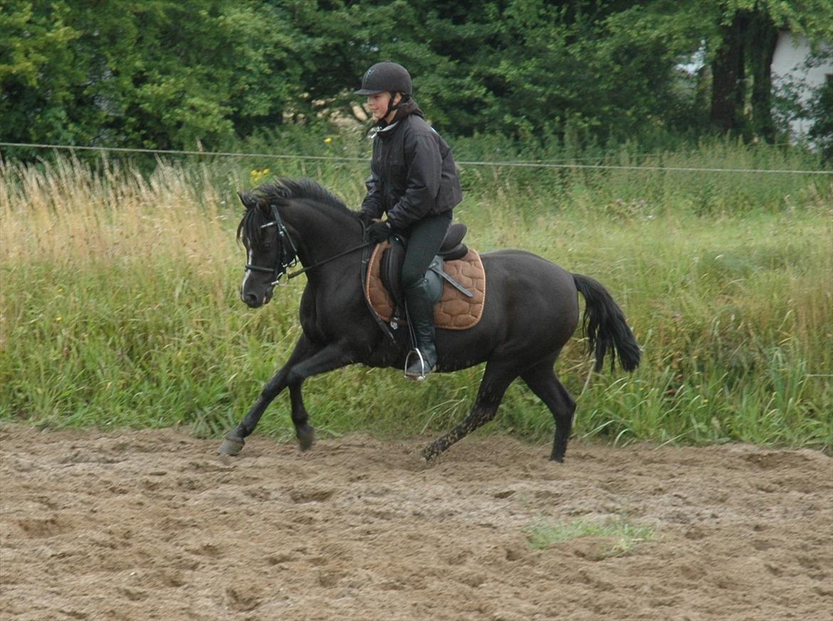 DSP Bjerregaards Wendy billede 2