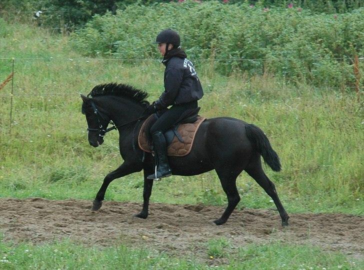 DSP Bjerregaards Wendy billede 3