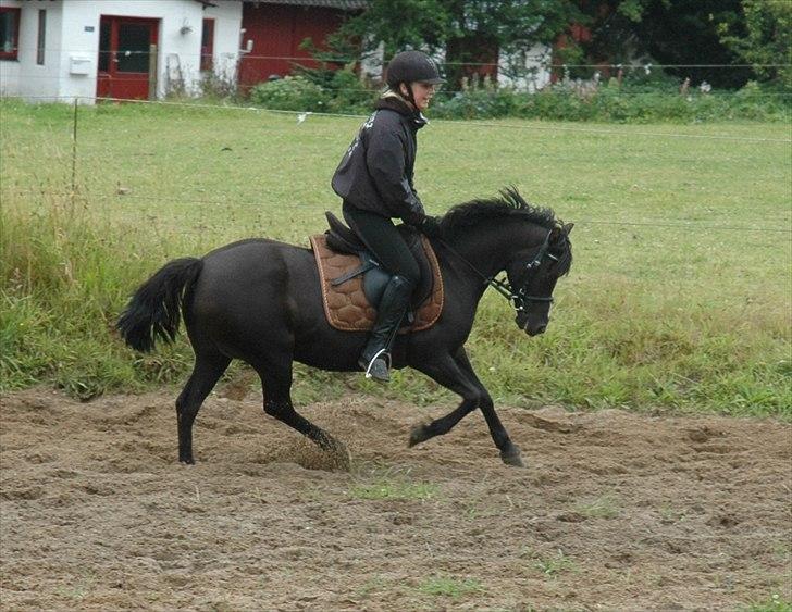 DSP Bjerregaards Wendy billede 4