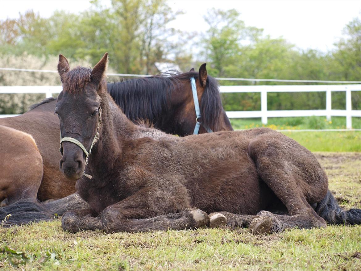 Barockpinto Bel'liva *SOLGT* billede 19