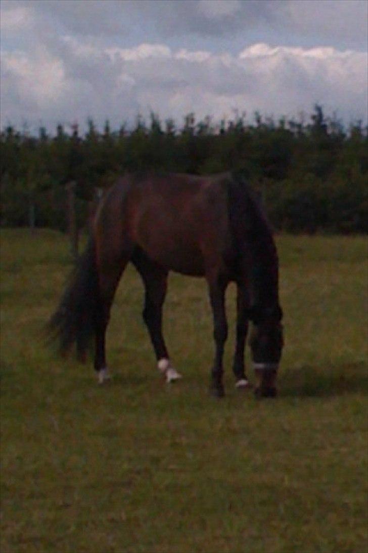 DSP Lille Asserholt Nickelodeon - Nickelodeon på fold :-) billede 10