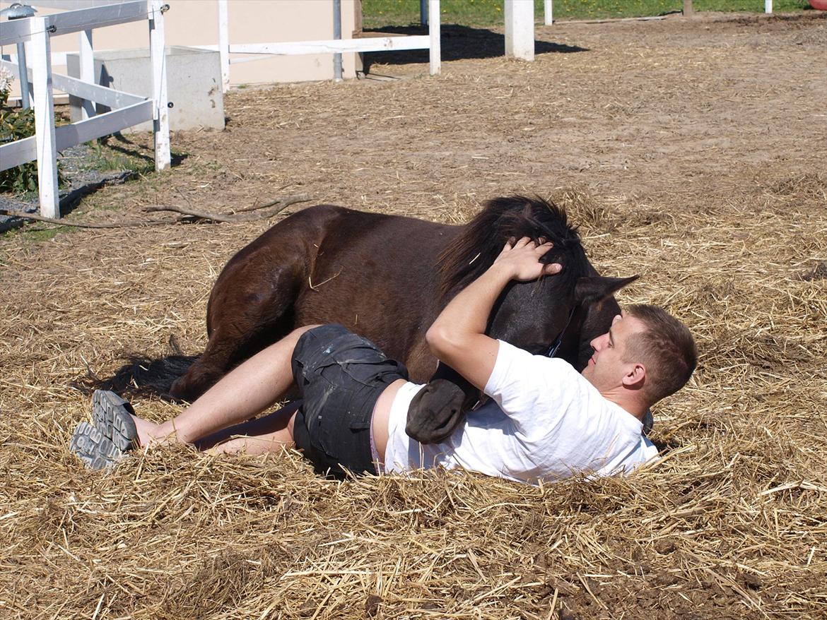 Barockpinto Bel'liva *SOLGT* billede 6