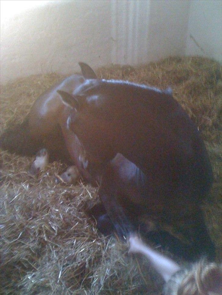 DSP Lille Asserholt Nickelodeon - Nicklon tar' sig en slapper :-D billede 11