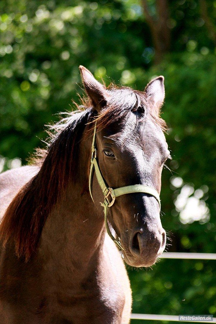 Barockpinto Bel'liva *SOLGT* billede 14