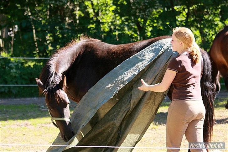 Barockpinto Bel'liva *SOLGT* billede 15