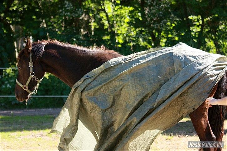 Barockpinto Bel'liva *SOLGT* billede 16