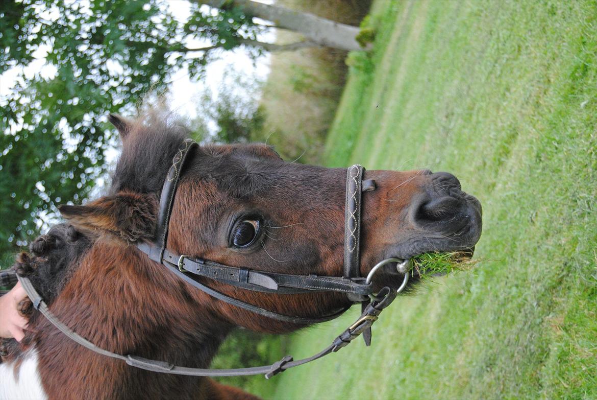 Anden særlig race Bubber R.i.P :'( billede 12