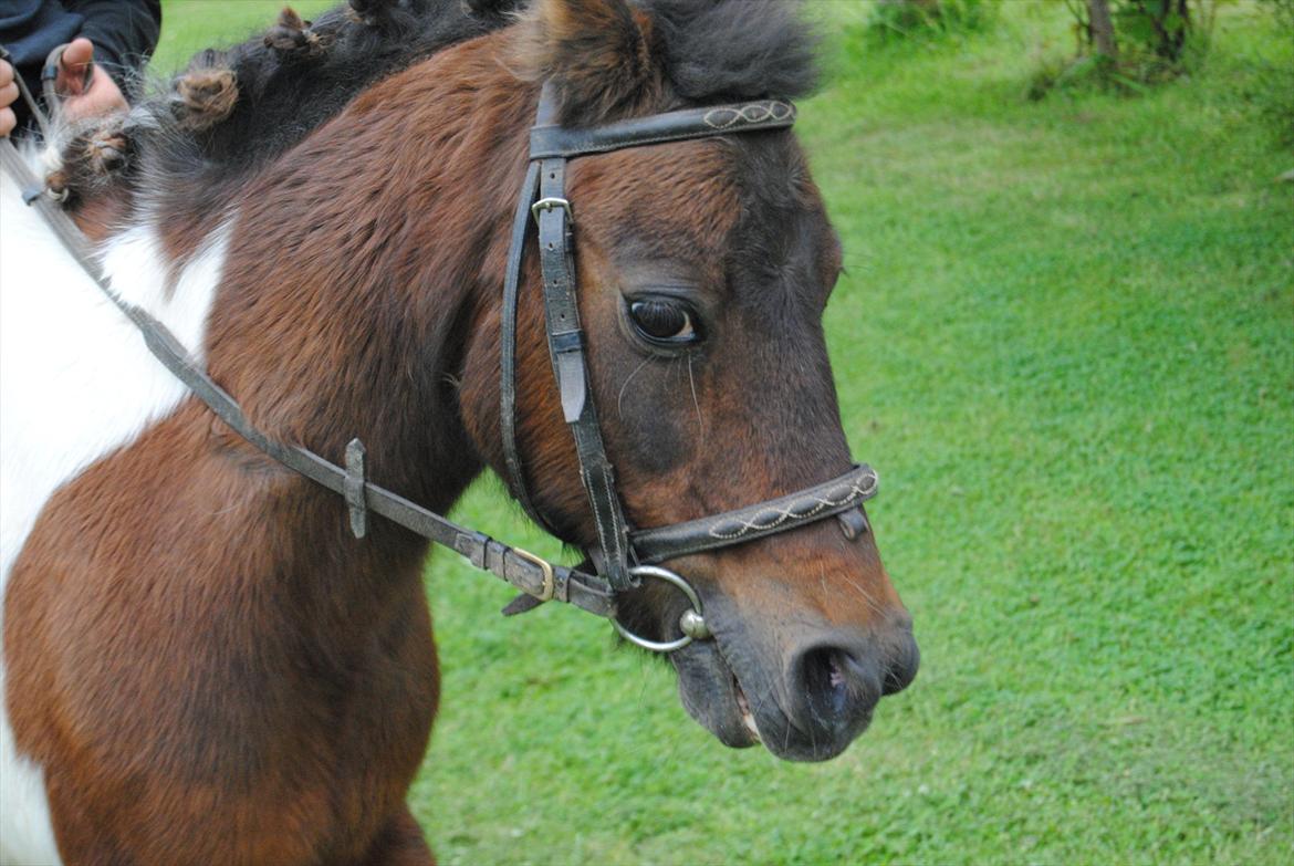 Anden særlig race Bubber R.i.P :'( billede 13