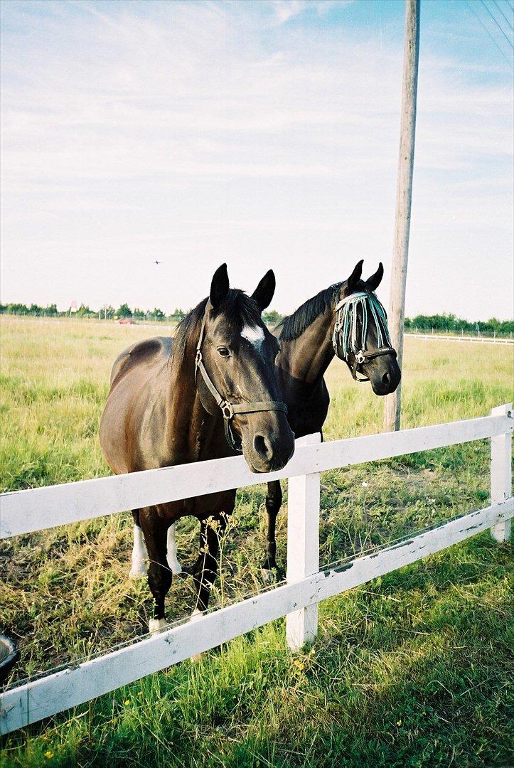 Trakehner Sofie - Haghia Sophia! (R.I.P) - Ynglingsbillede af min lille pige! Stå nysgerrigt og kigger sammen med Pico :-D!! billede 1