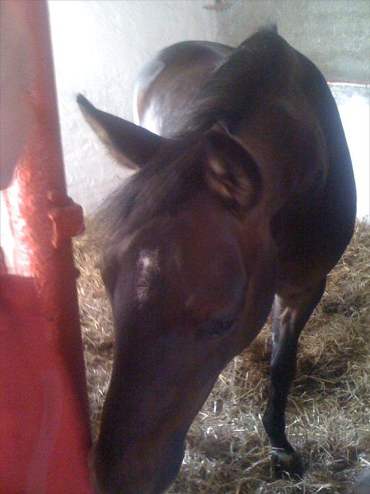 DSP Lille Asserholt Nickelodeon - "Uuh! Rød! " :-D billede 13