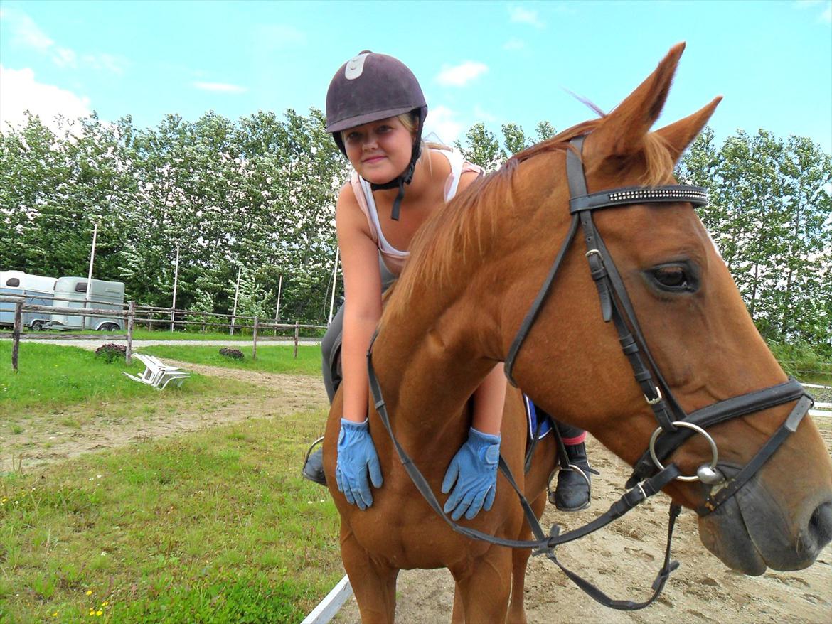 Dansk Varmblod Fontus "min lille prinsesse" billede 6