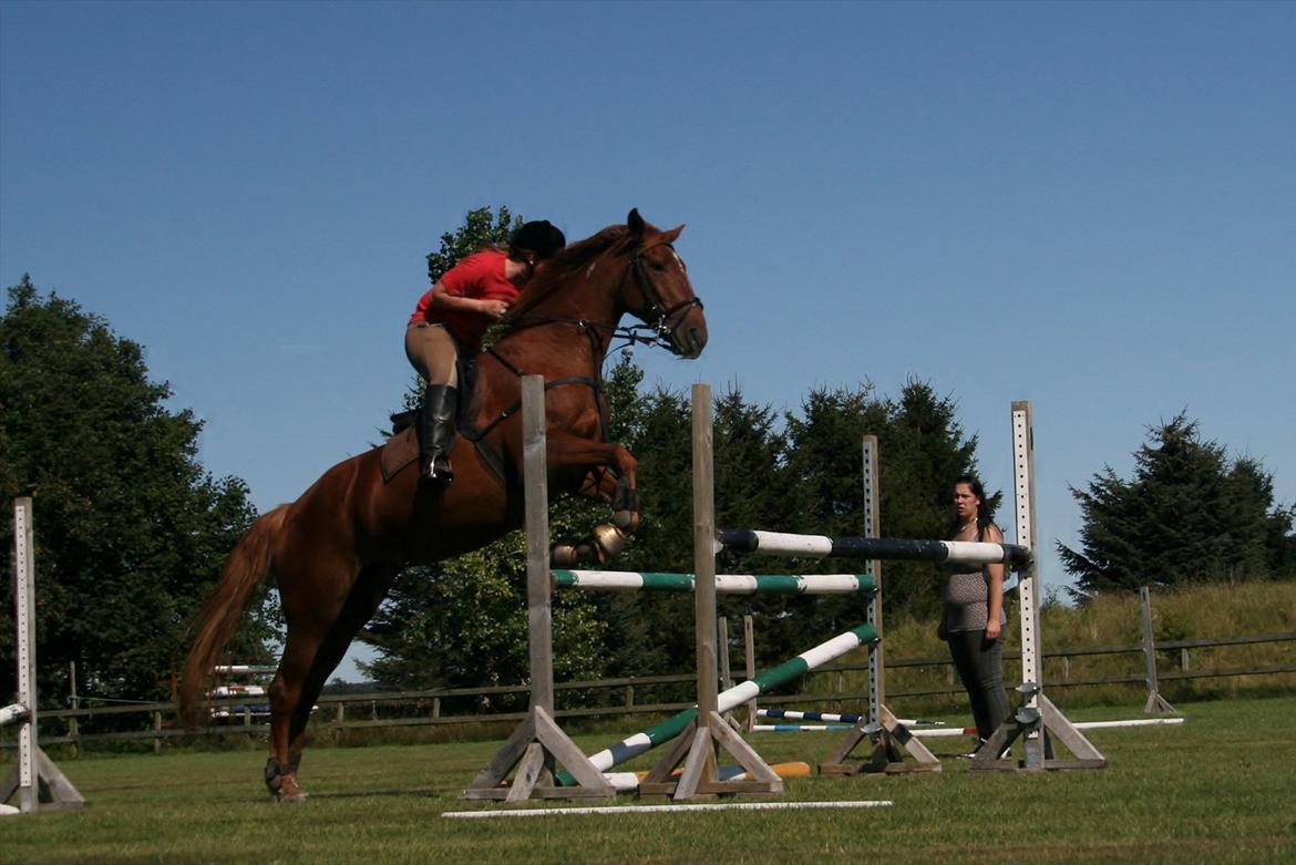 Anden særlig race Irish Girl ~ Grisen - Springer 1.15 billede 9