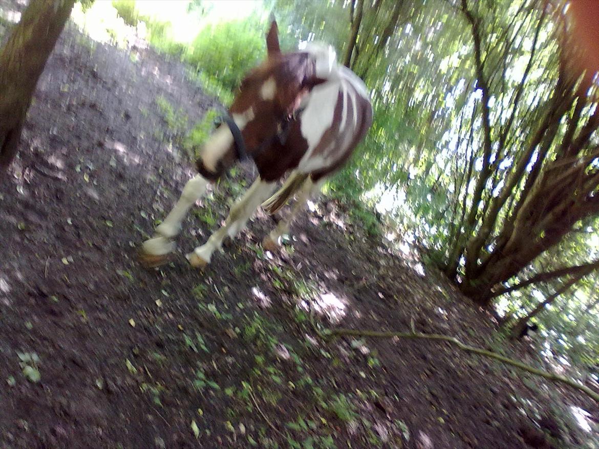 Anden særlig race Surprise billede 4