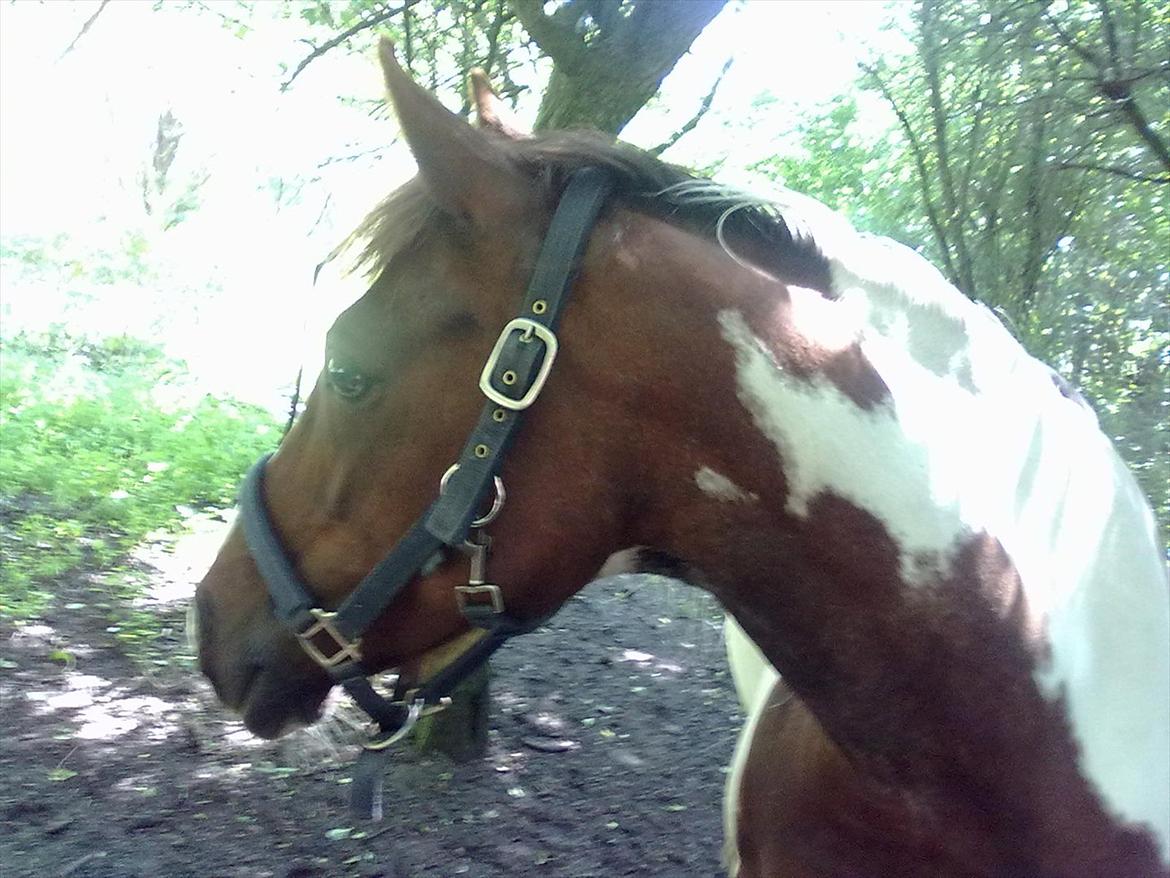 Anden særlig race Surprise billede 5