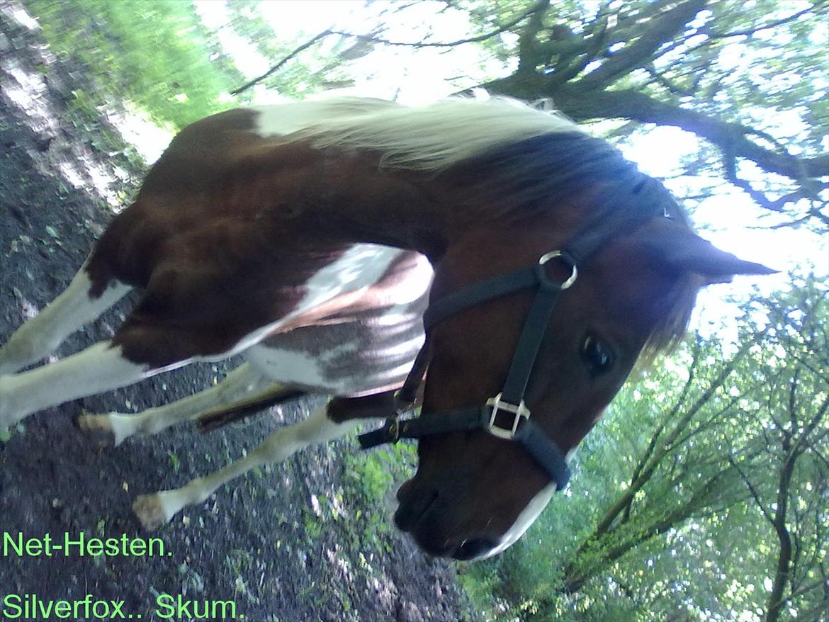 Anden særlig race Surprise billede 7