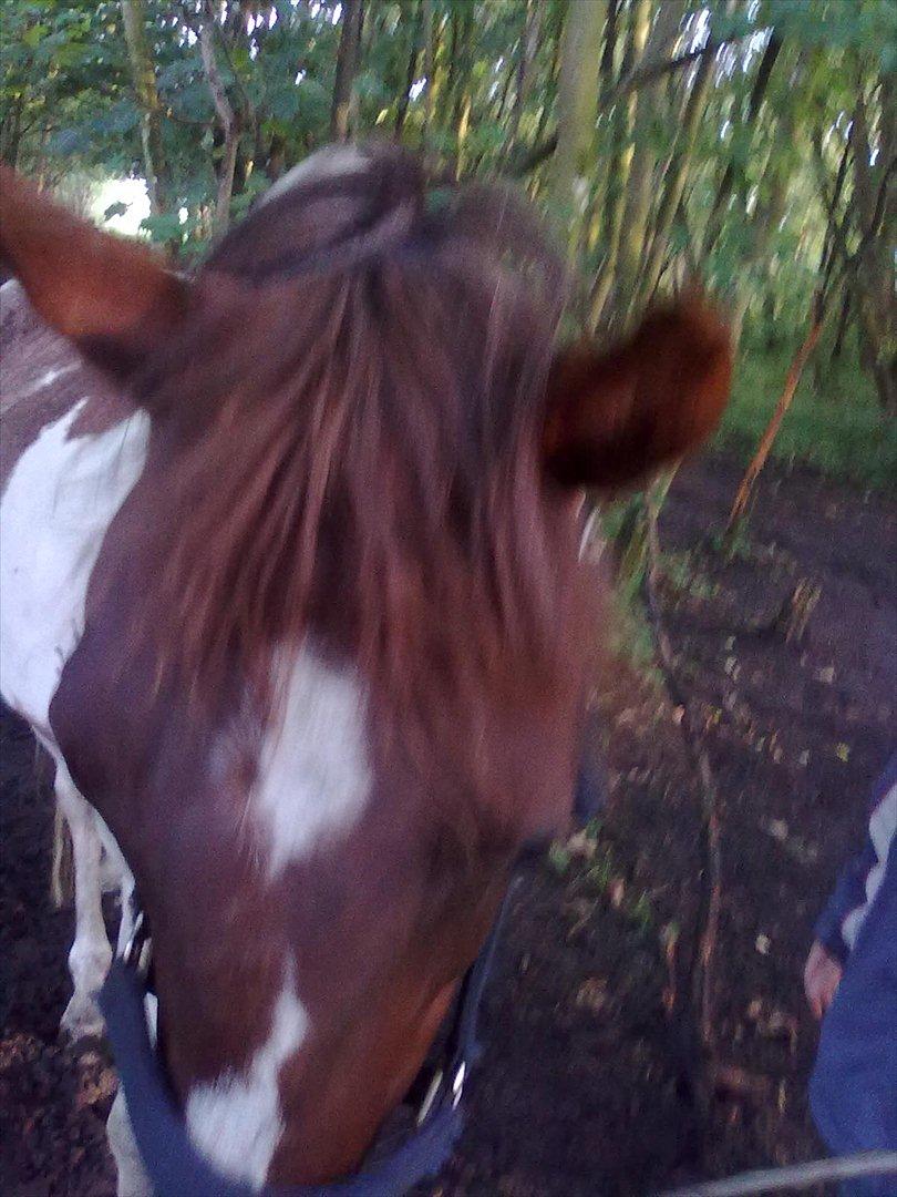 Anden særlig race Surprise billede 10