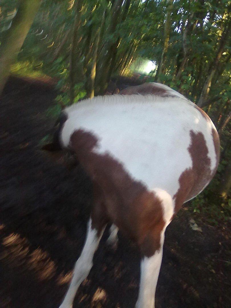 Anden særlig race Surprise billede 11