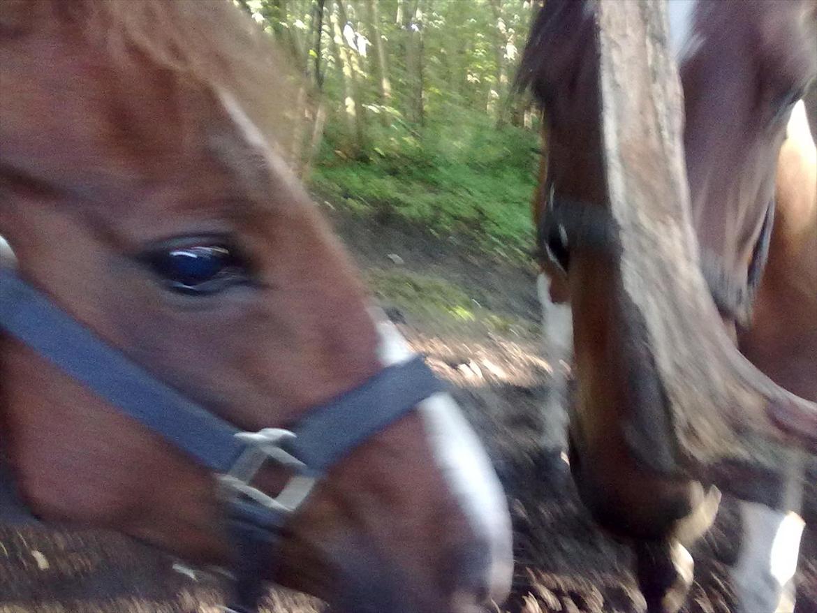 Anden særlig race Surprise billede 12