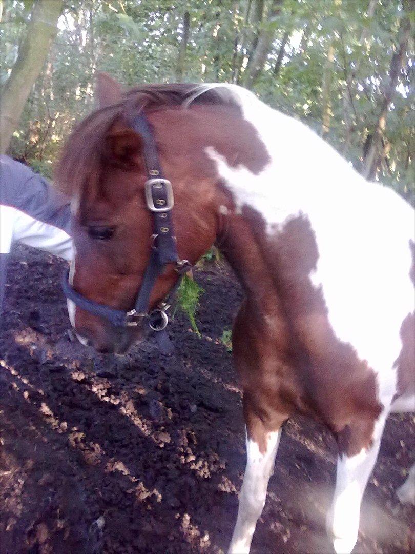 Anden særlig race Surprise billede 13