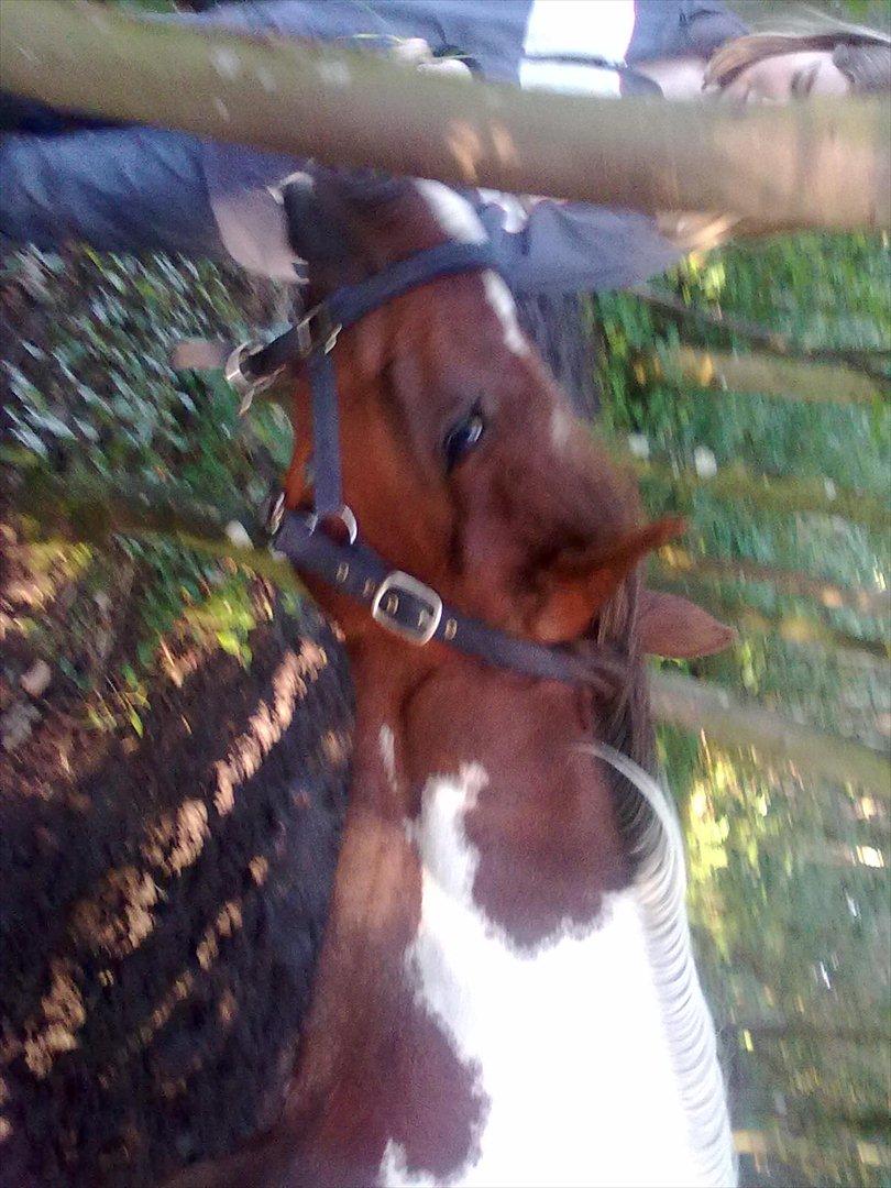 Anden særlig race Surprise billede 14