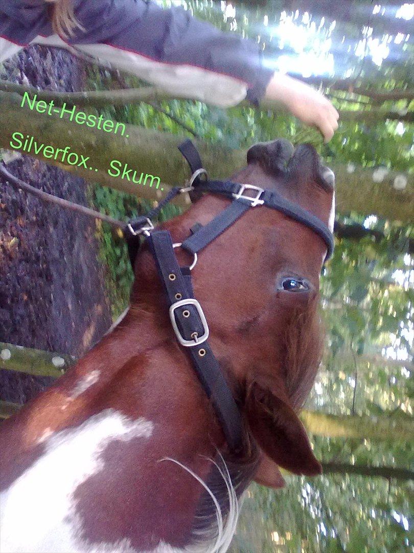 Anden særlig race Surprise billede 15