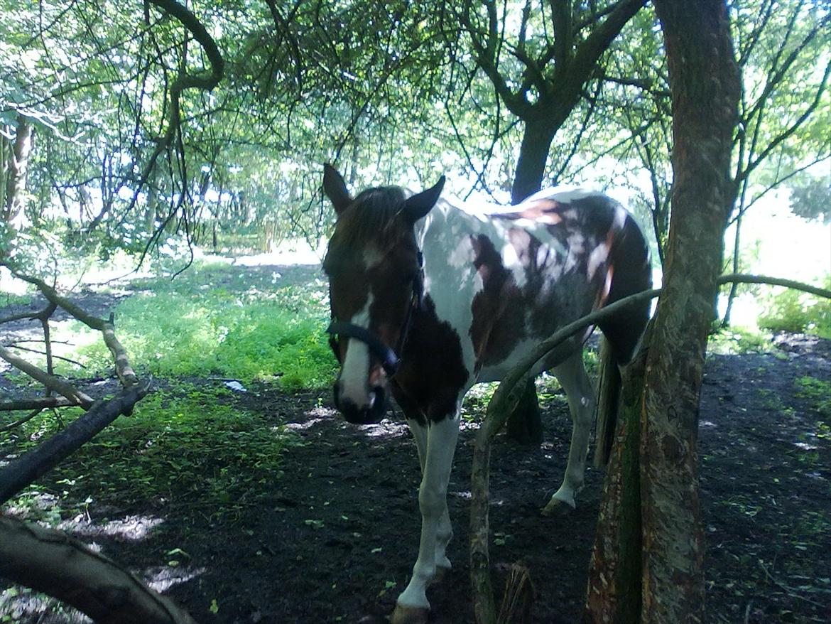 Anden særlig race Surprise billede 16