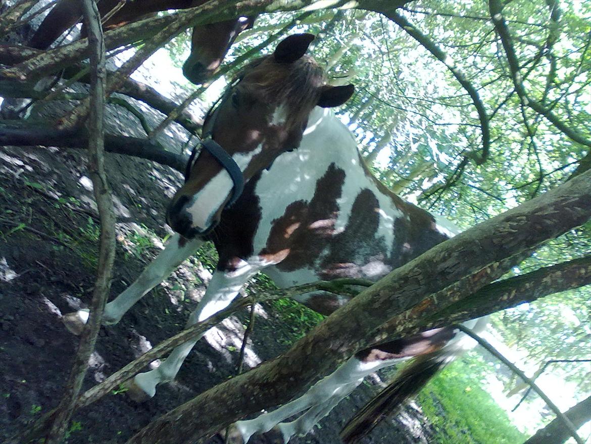 Anden særlig race Surprise billede 17