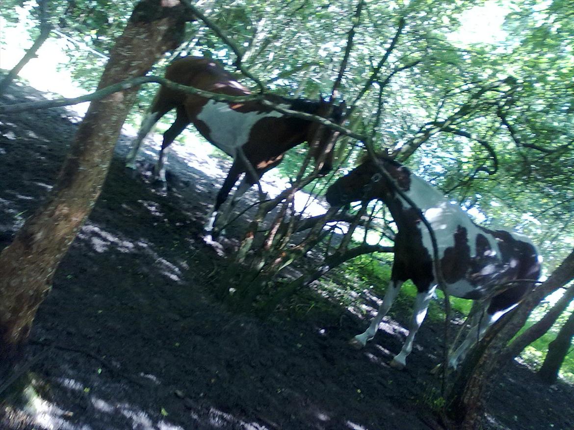 Anden særlig race Surprise billede 18