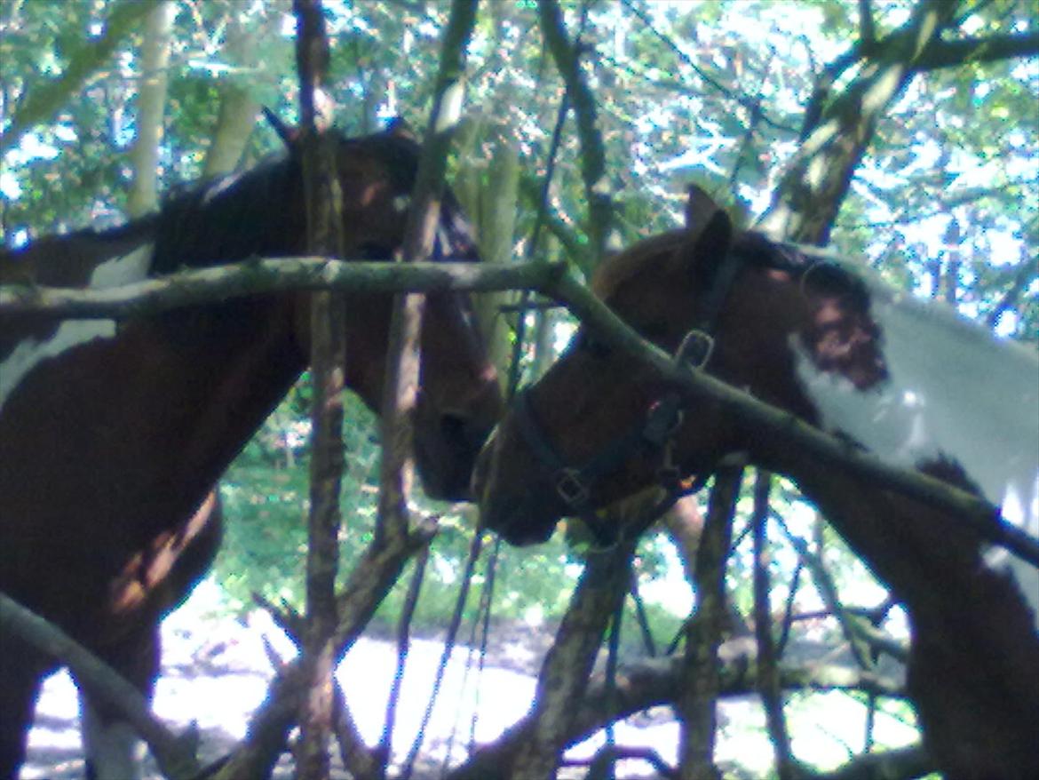 Anden særlig race Surprise billede 19