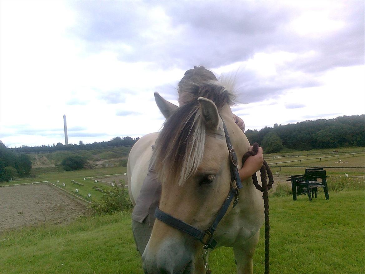 Fjordhest Fjolle billede 3