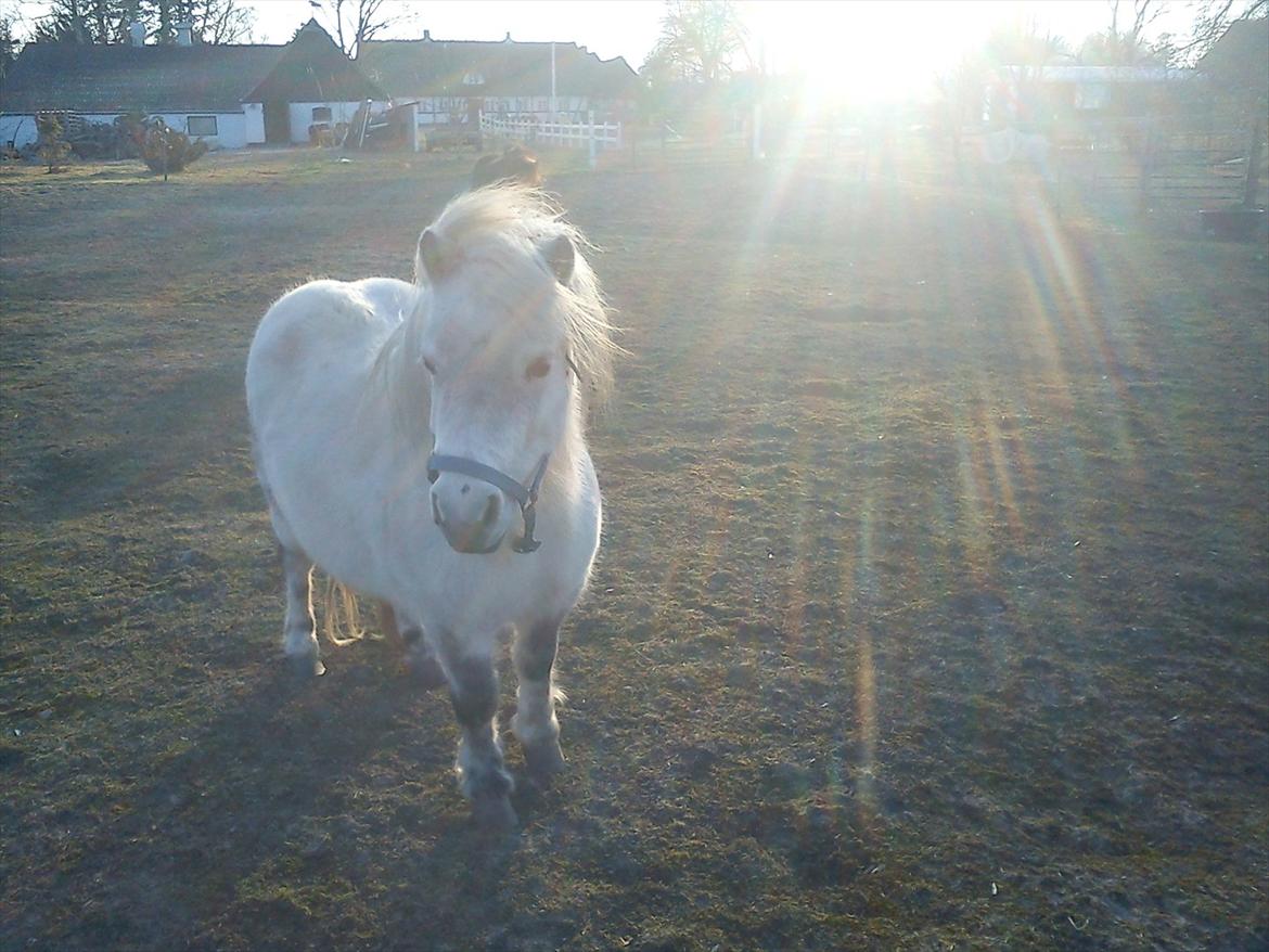 Shetlænder Tea billede 3