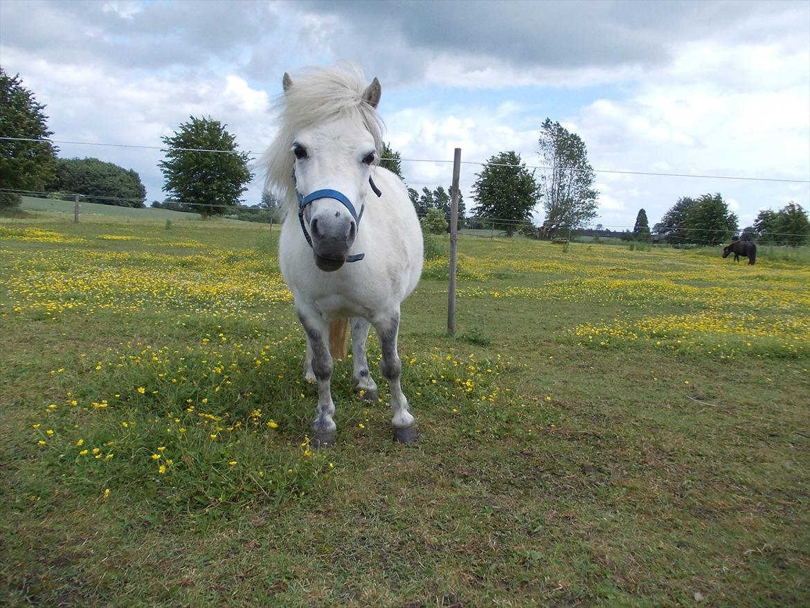Shetlænder Tea billede 6