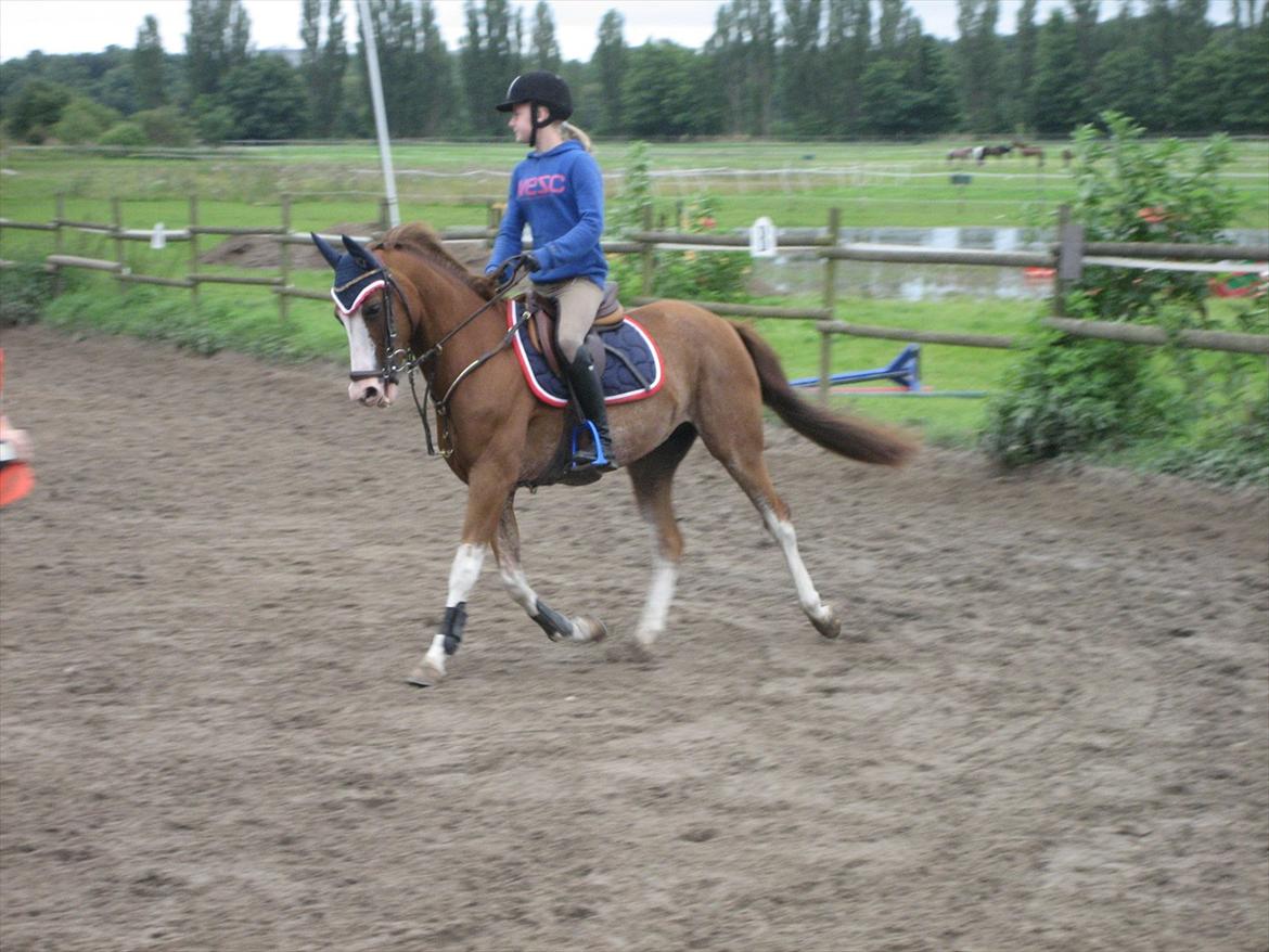 Hollandsk Sportspony Catch Me DK billede 9