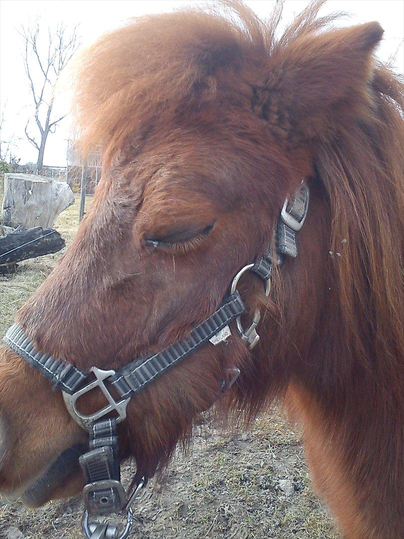 Miniature Mini billede 2