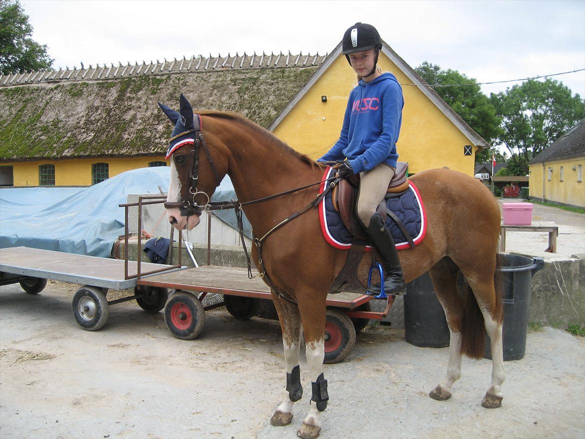 Hollandsk Sportspony Catch Me DK billede 8