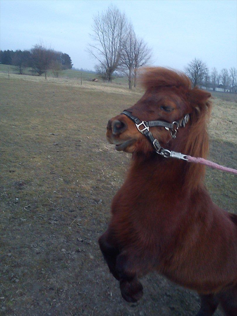 Miniature Mini billede 3