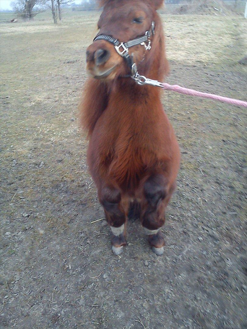 Miniature Mini billede 1