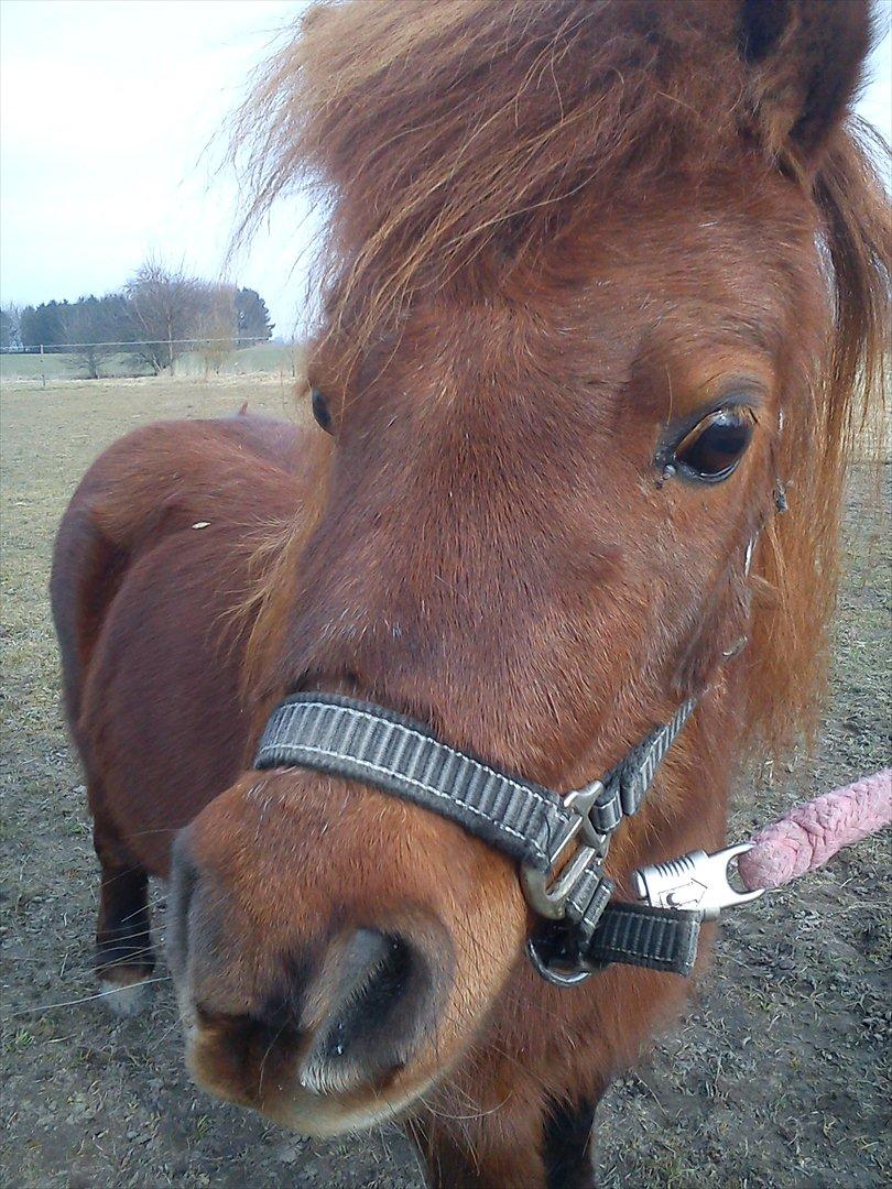 Miniature Mini billede 4