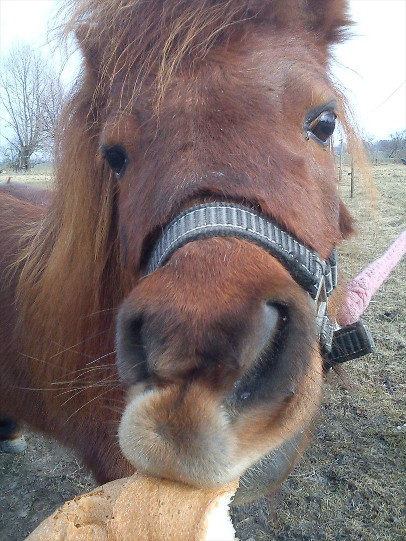 Miniature Mini billede 5