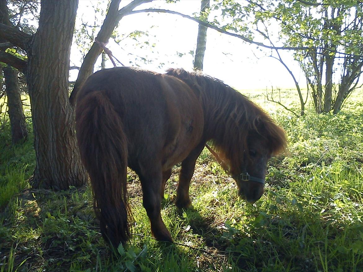 Miniature Mini billede 8