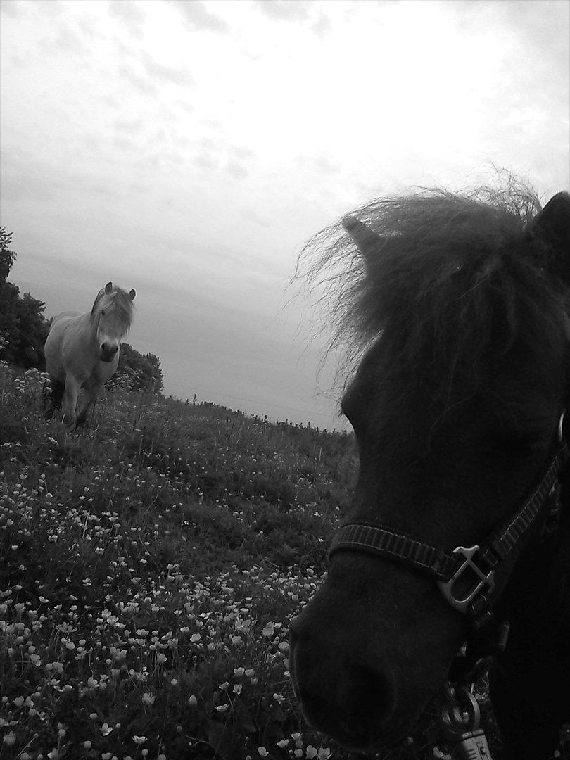 Miniature Mini billede 9