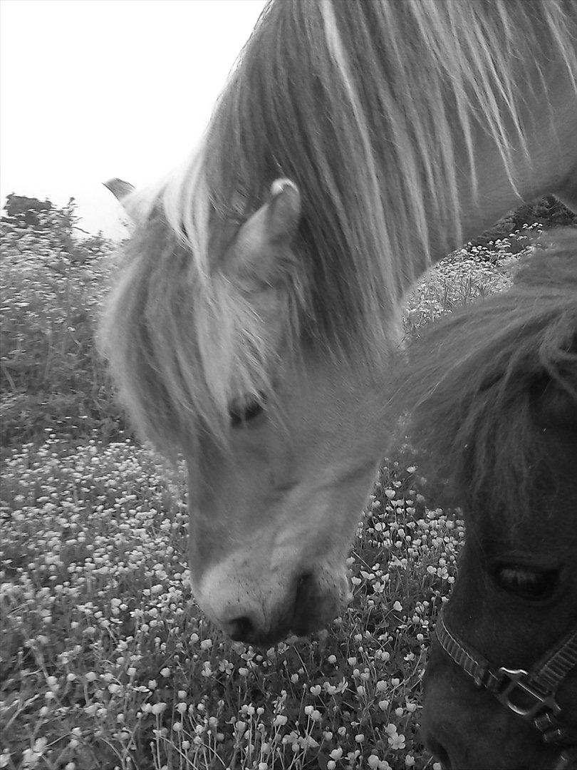 Miniature Mini billede 11