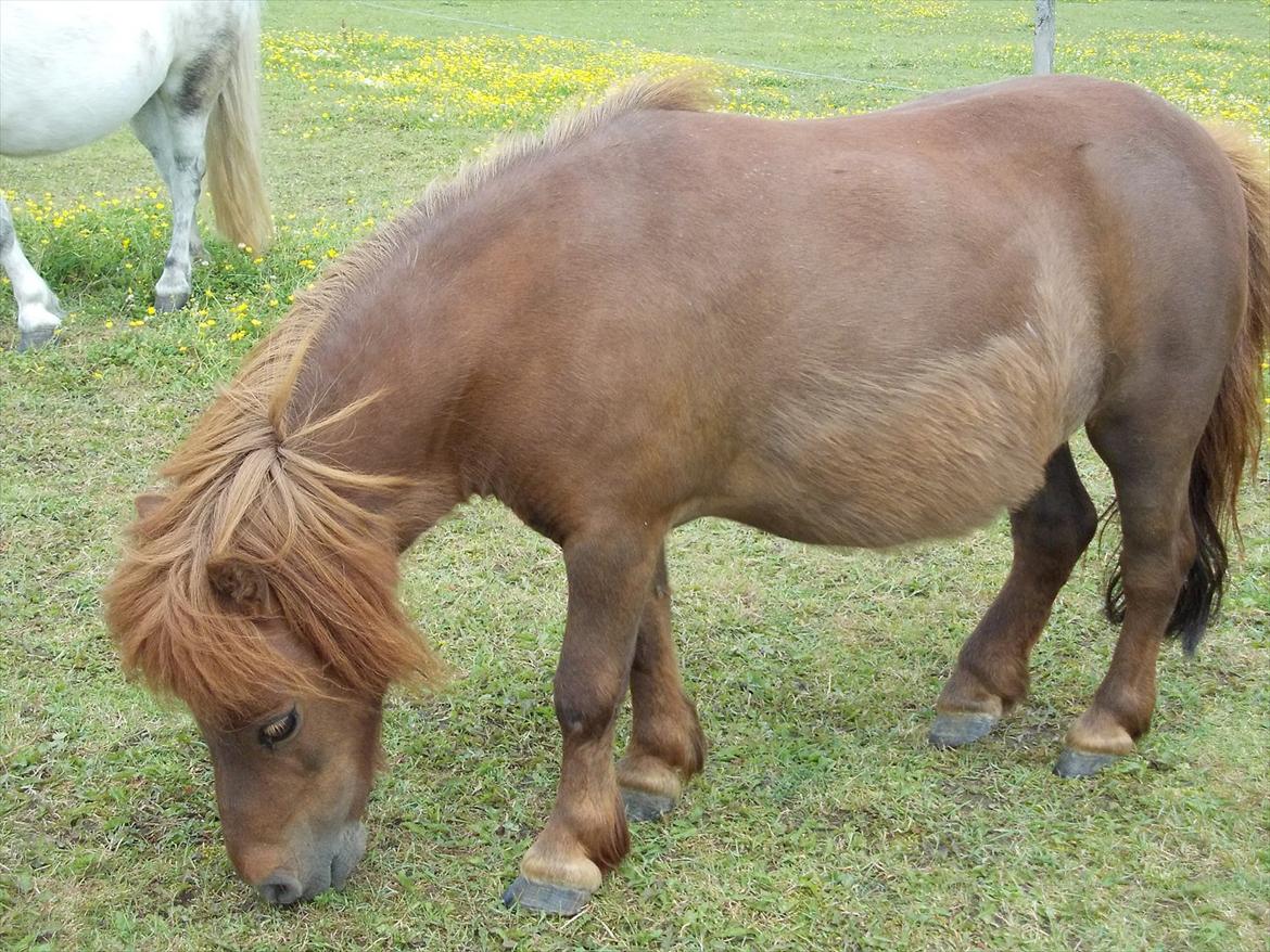 Miniature Mini billede 12