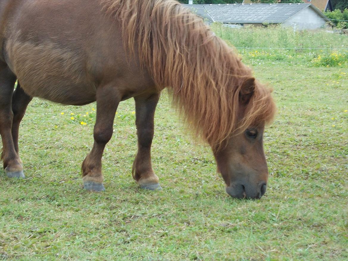 Miniature Mini billede 13