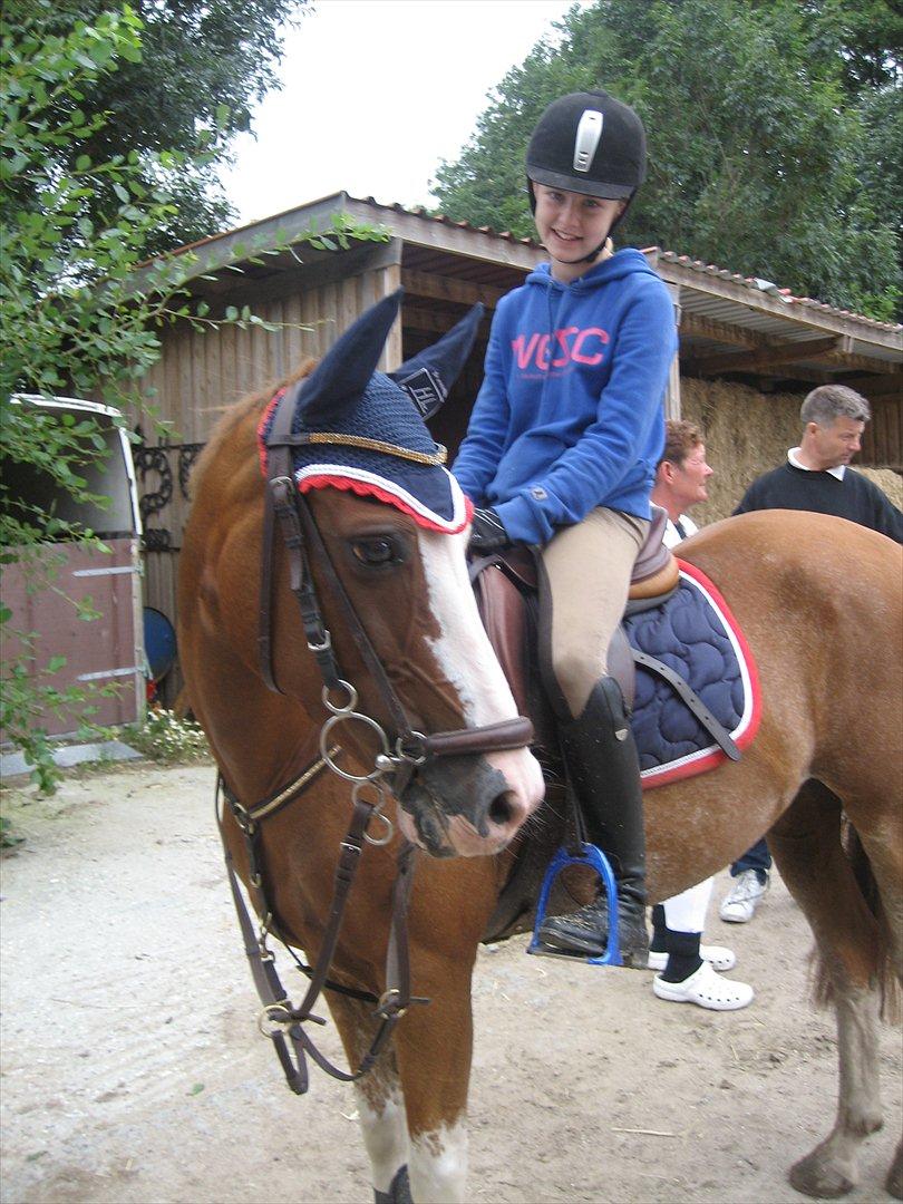 Hollandsk Sportspony Catch Me DK billede 10