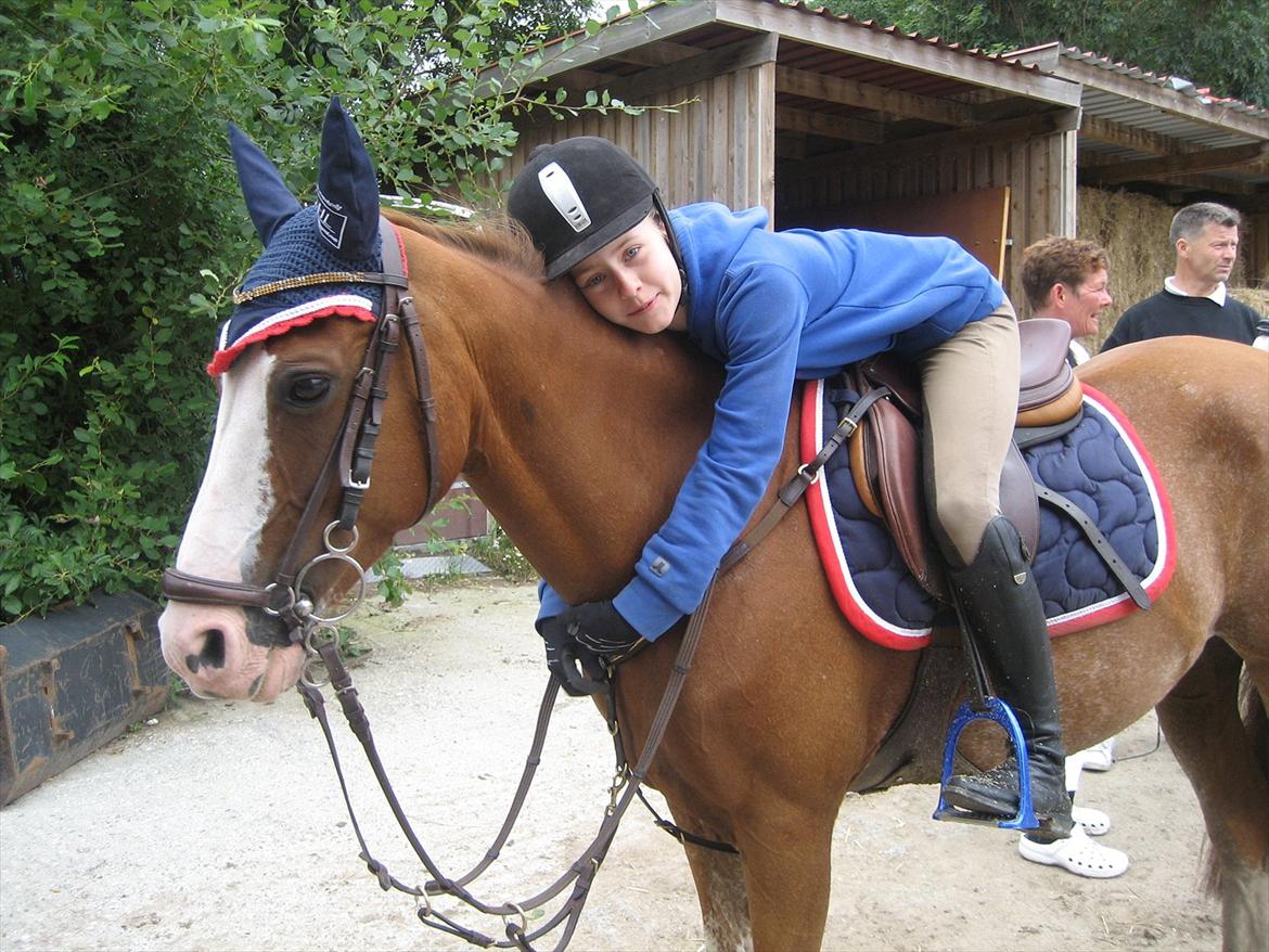 Hollandsk Sportspony Catch Me DK billede 7