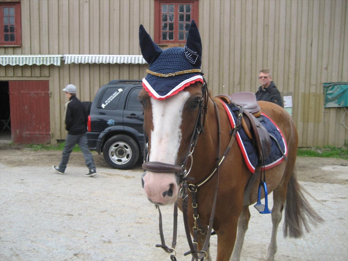 Hollandsk Sportspony Catch Me DK billede 11